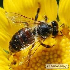 Ļoti produktīvas, auglīgas Ukrainas stepju šķirnes bites 2023